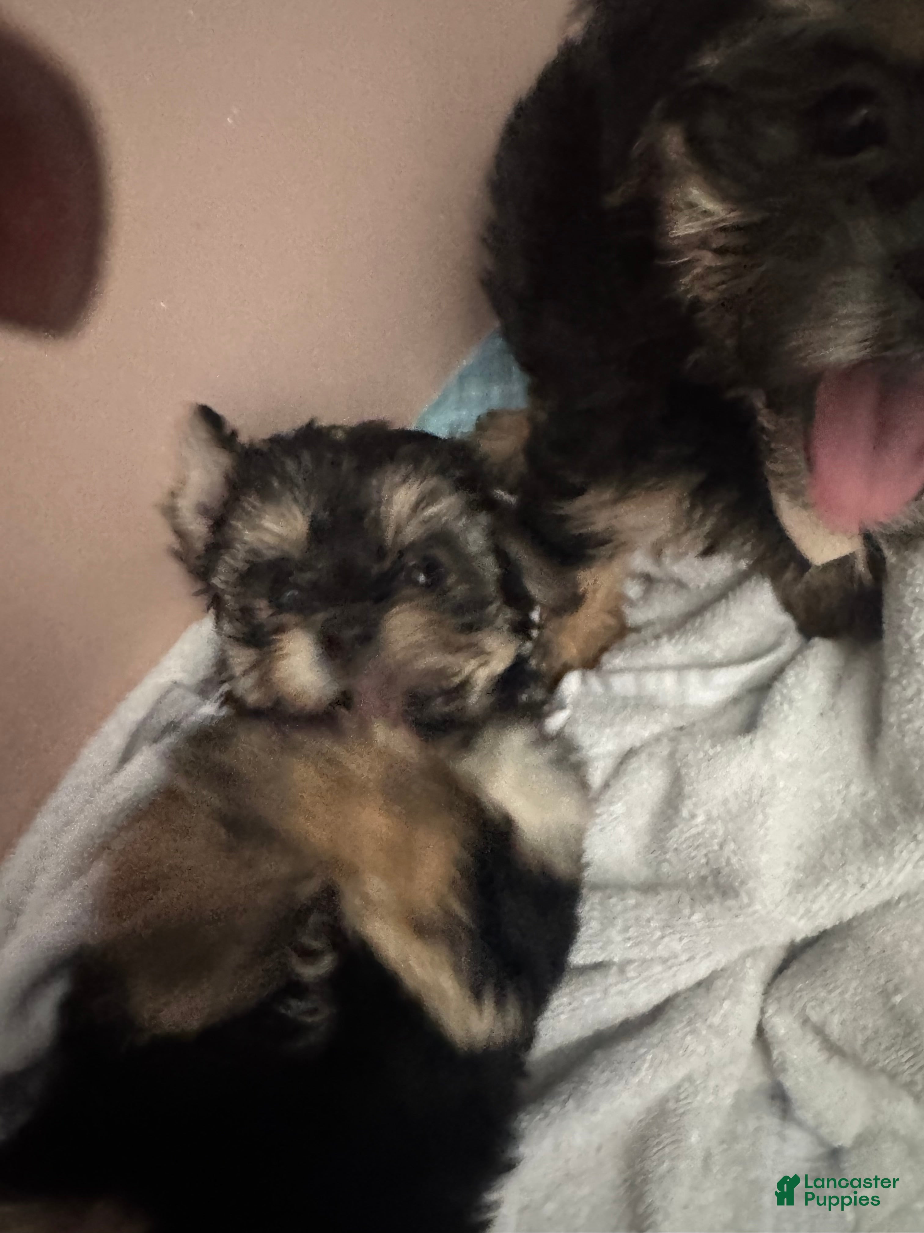 Mixed Breed dogs Machito  - Ad 38