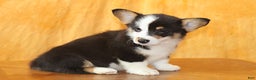 Welsh Corgi Pembroke dogs for sale: OFA Parents Farley - Ad 5