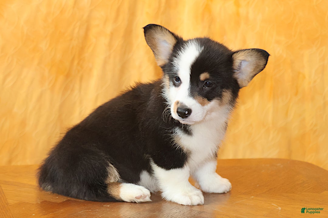 Welsh Corgi Pembroke dogs for sale: OFA Parents Farley - Ad 5