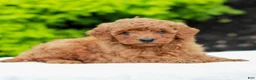 Mini Goldendoodle dogs for sale: Wendy  - Ad 3
