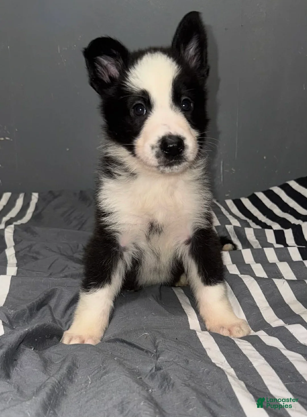 German Shepherd dogs for sale: Kevin - Ad 1