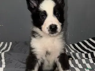 German Shepherd dogs Kevin - Ad 5