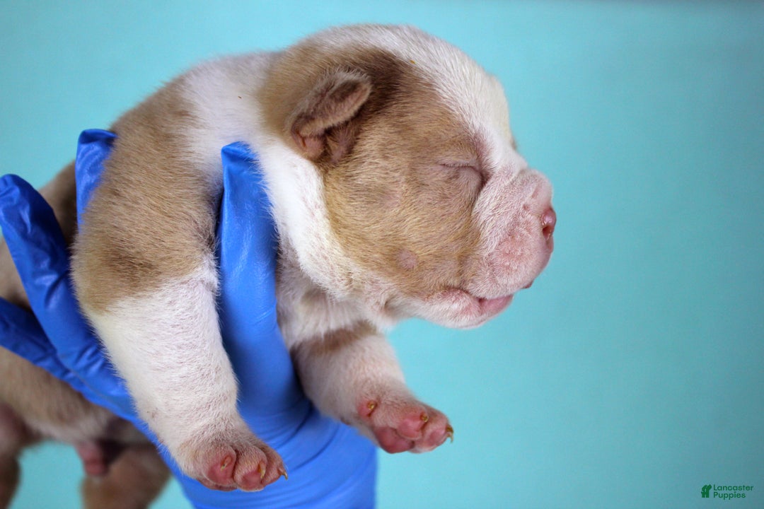 American Bully dogs for sale: Chocolate Merle Male - Ad 3