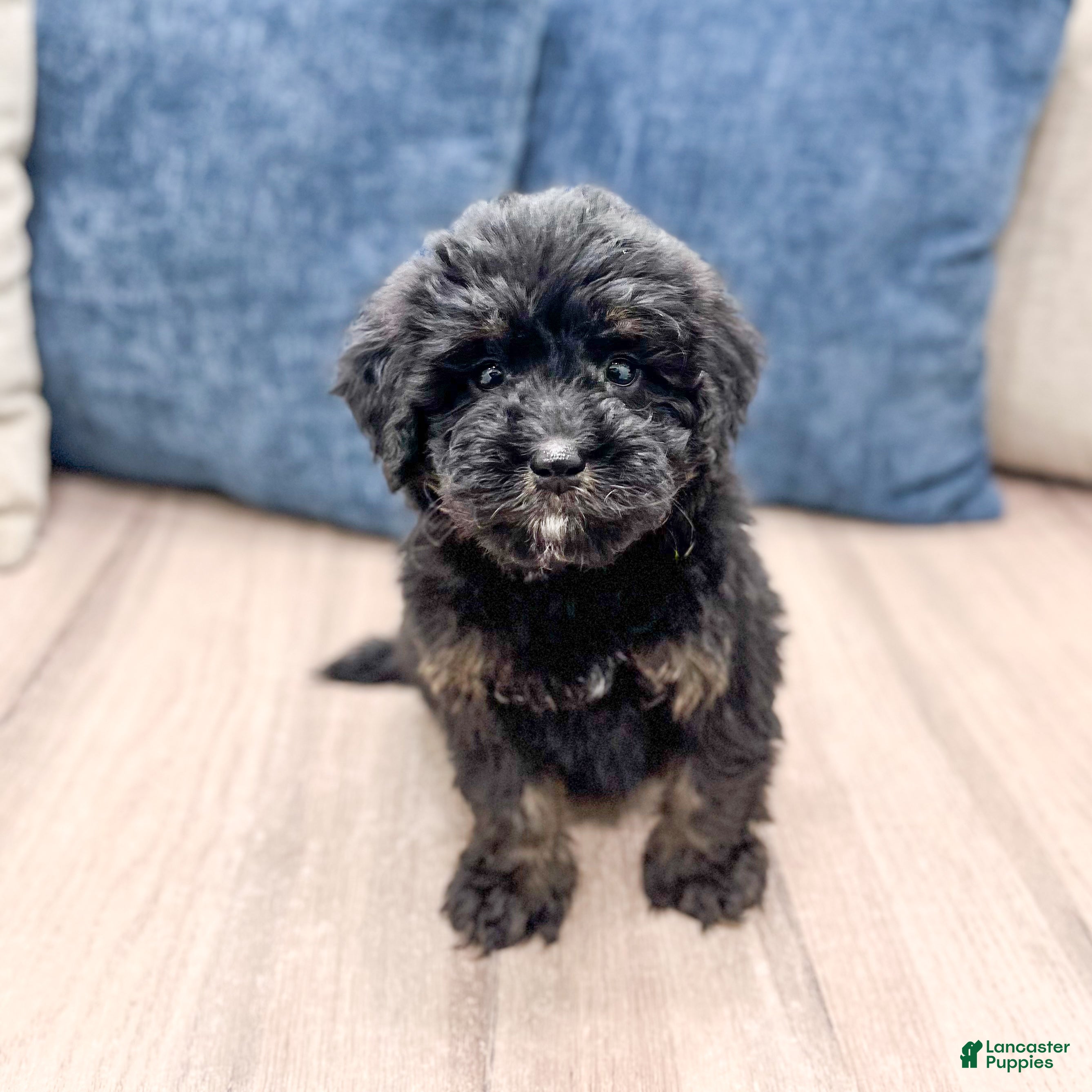 Mini Bernedoodle dogs Bert - Ad 1