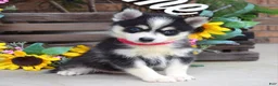 Pomsky dogs for sale: Penny - Ad 4
