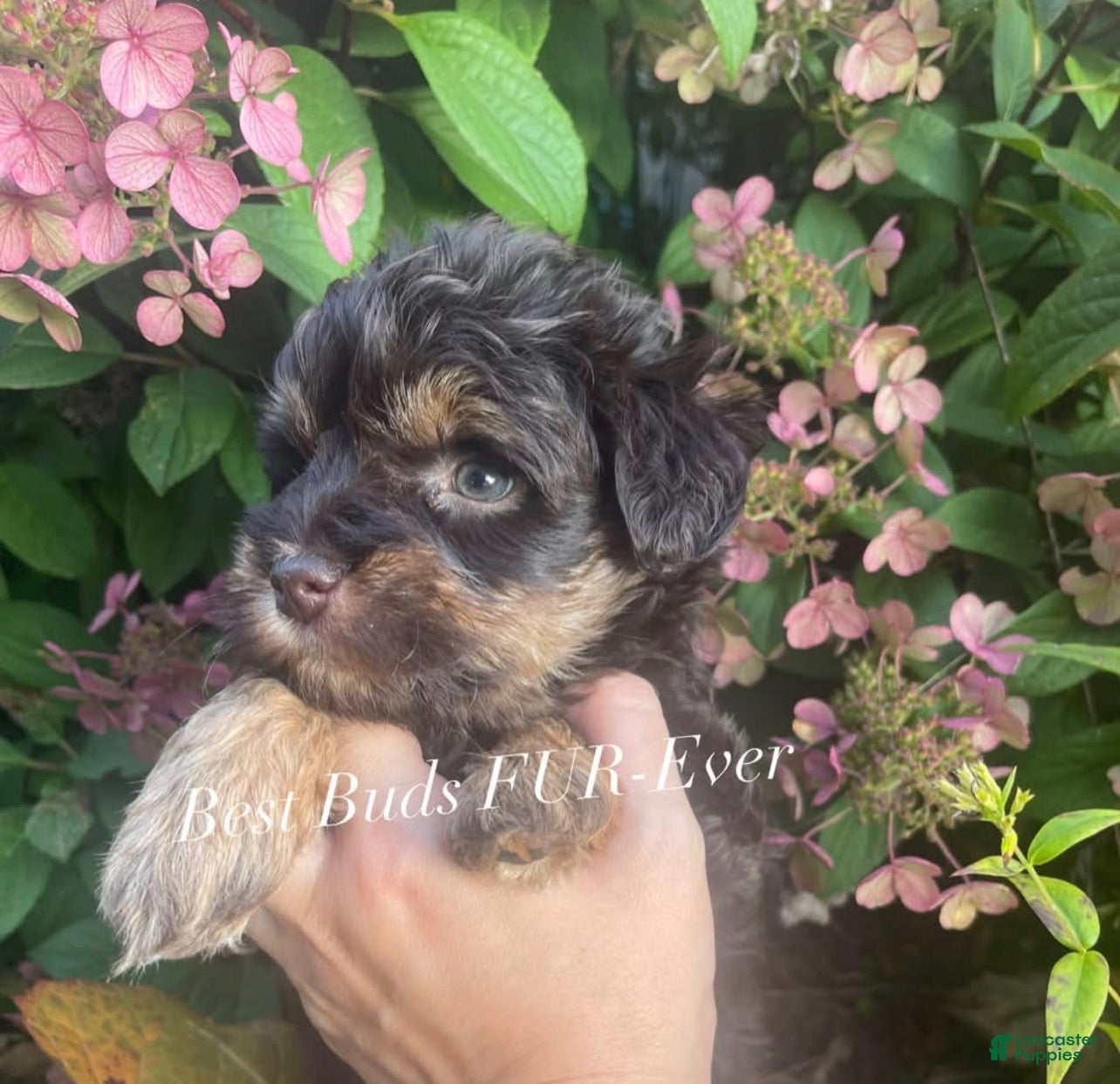 Miniature Schnauzer dogs Miniature Schnauzer 4 - Ad 2