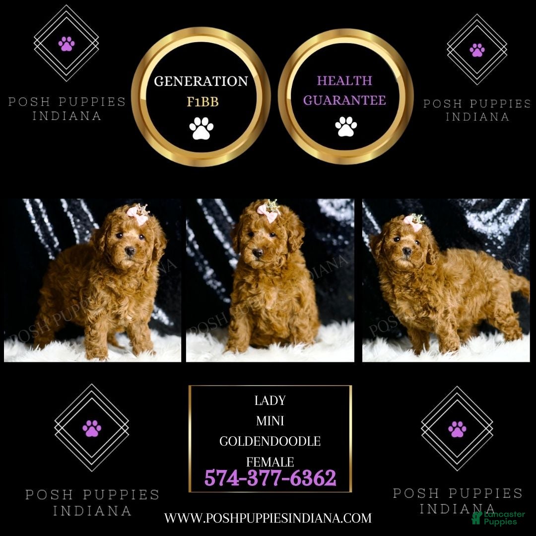 Mini Goldendoodle dogs for sale: Lady - Ad 5