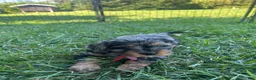 Mixed Breed dogs for sale: Red Munchkin Bernedoodle - Ad 3