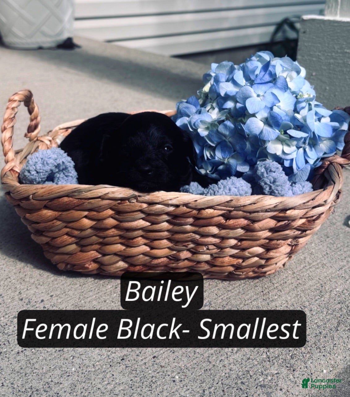Pomapoo dogs Bailey  - Ad 2