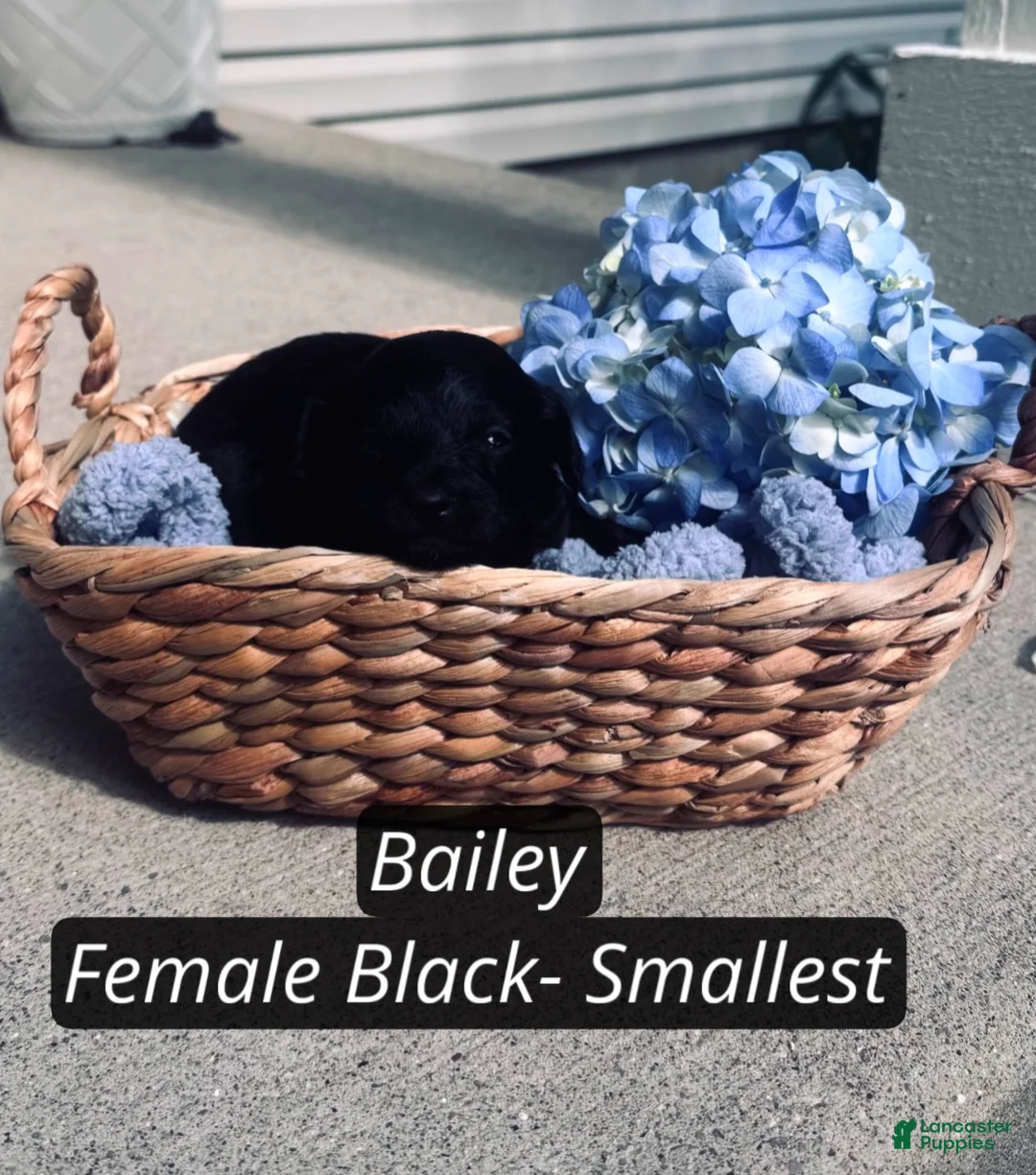 Pomapoo dogs for sale: Bailey  - Ad 2