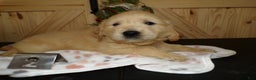 Golden Retriever dogs for sale: Golden Retriever Puppy 2 Jackson - Ad 3