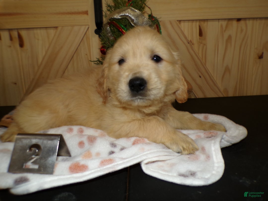 Golden Retriever dogs for sale: Golden Retriever Puppy 2 Jackson - Ad 3