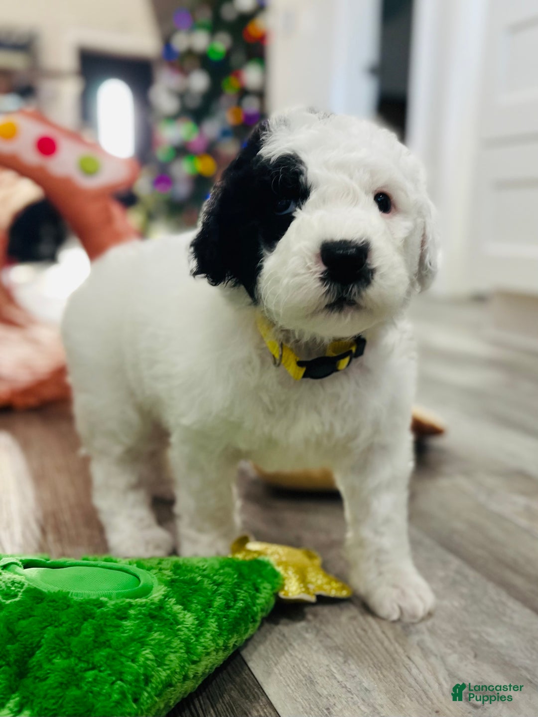 Sheepadoodle dogs for sale: Sheepadoodle Puppy 5 - Ad 1