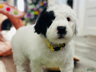 Sheepadoodle dogs Sheepadoodle Puppy 5 - Ad 11