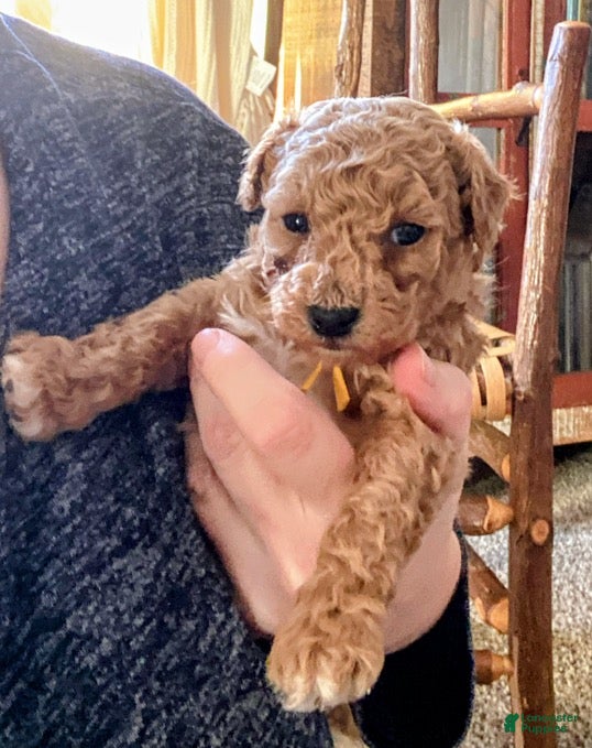 Toy Poodle dogs LITTLE JUNIOR  - Ad 34