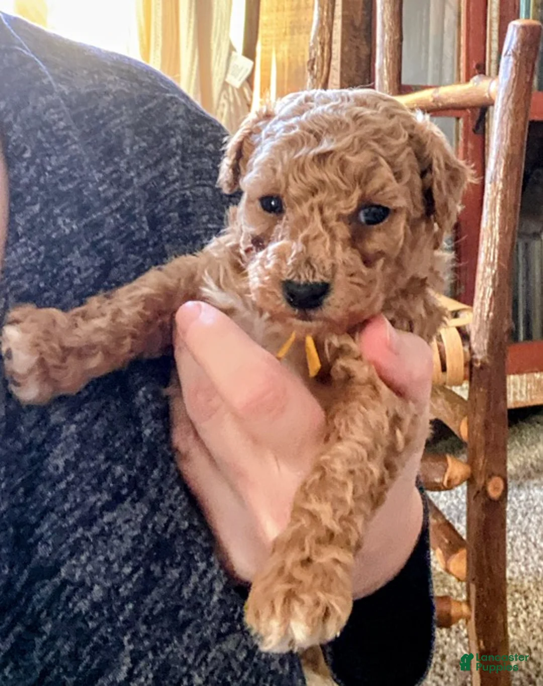 Toy Poodle dogs for sale: LITTLE JUNIOR  - Ad 3