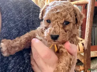 Toy Poodle dogs LITTLE JUNIOR - Ad 34