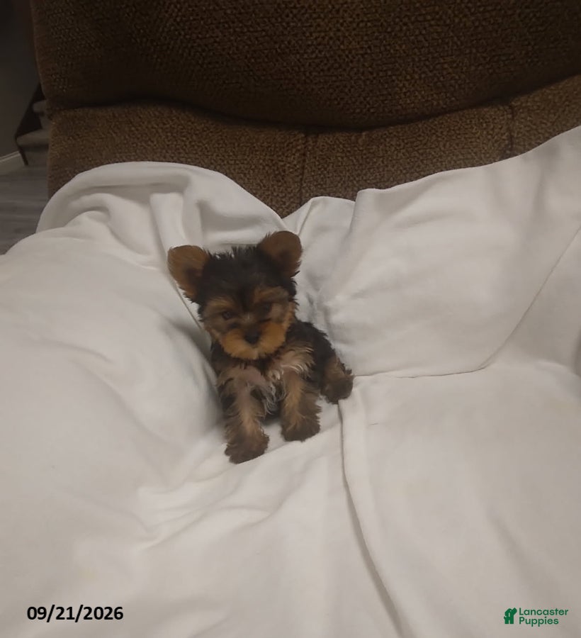 Yorkshire Terrier dogs Teddy - Ad 1