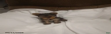 Teddy