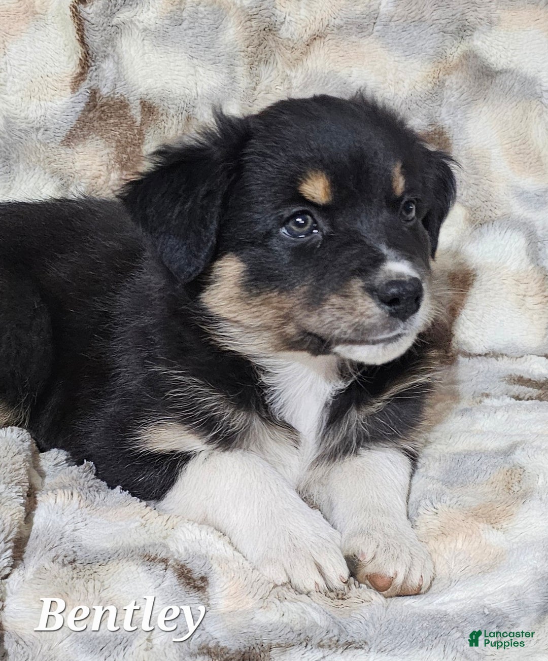 Australian Shepherd dogs for sale: BENTLEY  - Ad 7