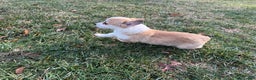 Welsh Corgi Pembroke dogs for sale: Bonnie Sue - Ad 4