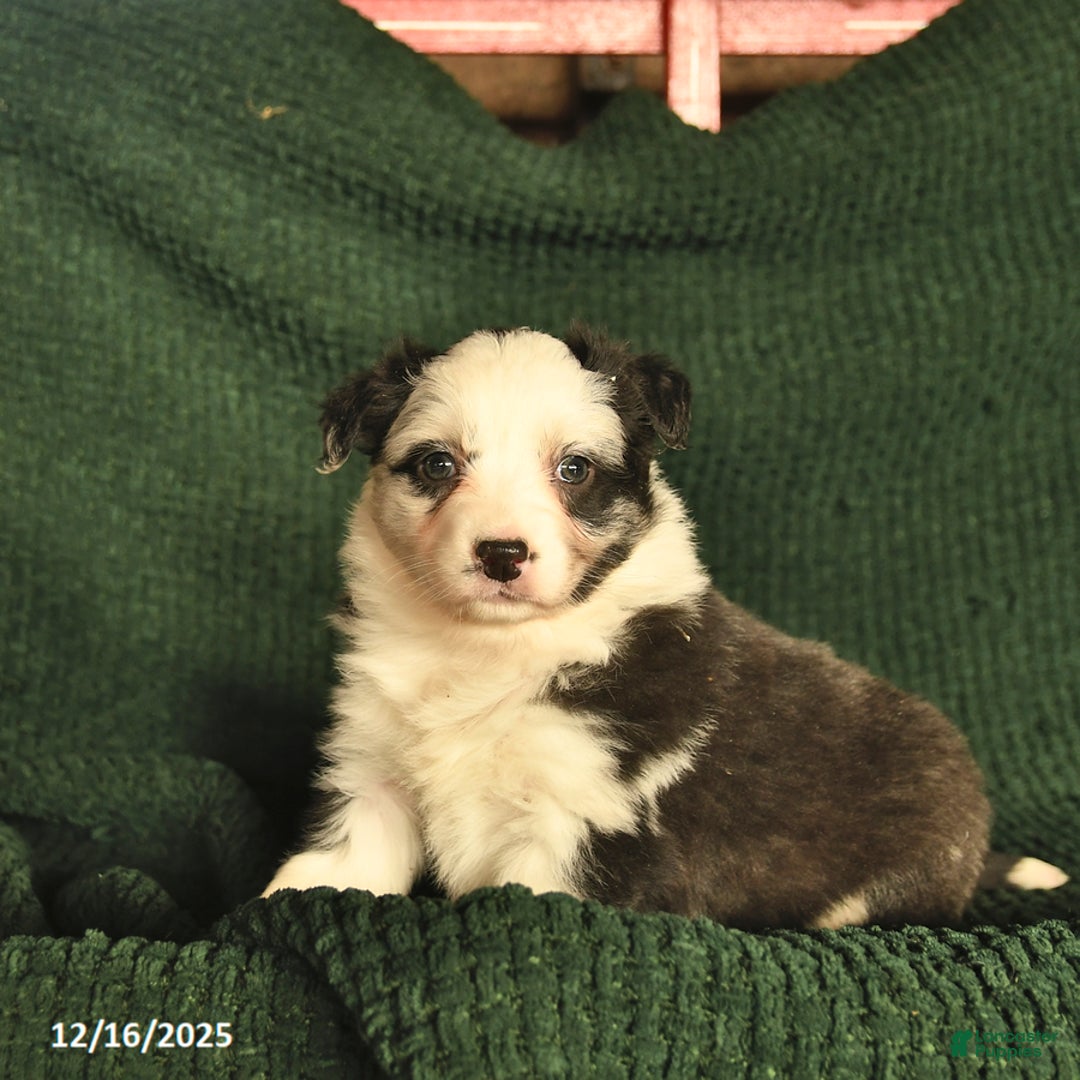 Australian Shepherd dogs for sale: Carli  - Ad 2