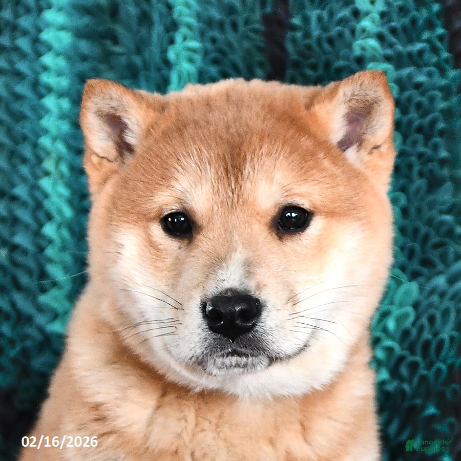 Shiba Inu dogs Rosanna - Ad 2