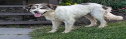 Mixed Breed dogs for sale: Bowan - Ad 28
