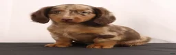 Dachshund dogs for sale: Duke - Ad 19