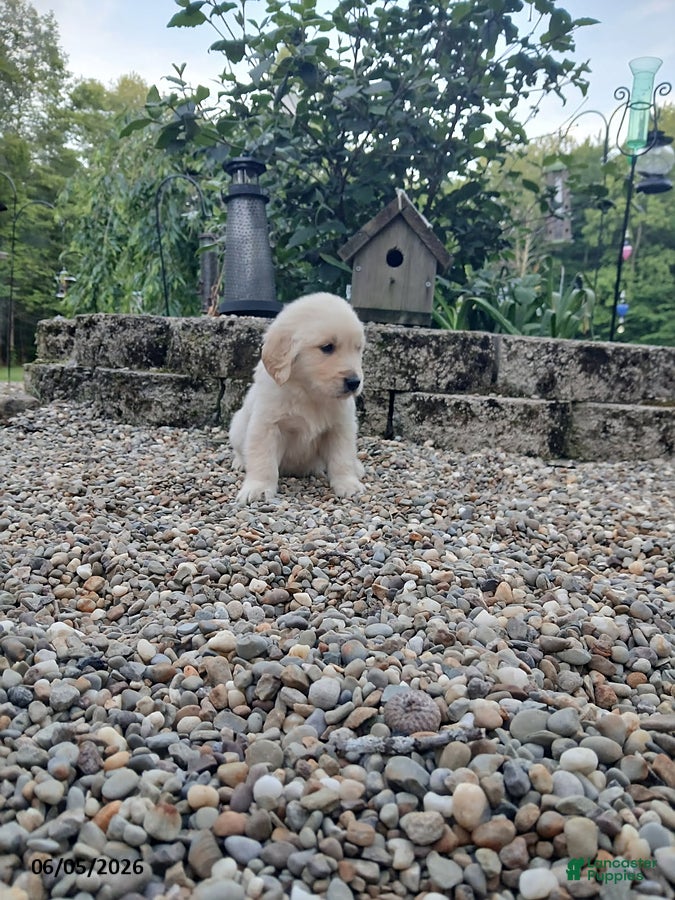 Golden Retriever dogs Ranger - Ad 2