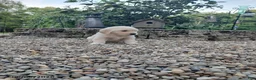 Golden Retriever dogs for sale: Ranger - Ad 2