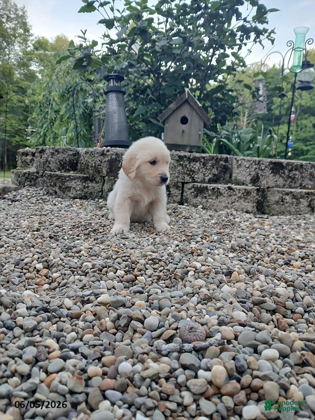 Golden Retriever dogs for sale: Ranger - Ad 2