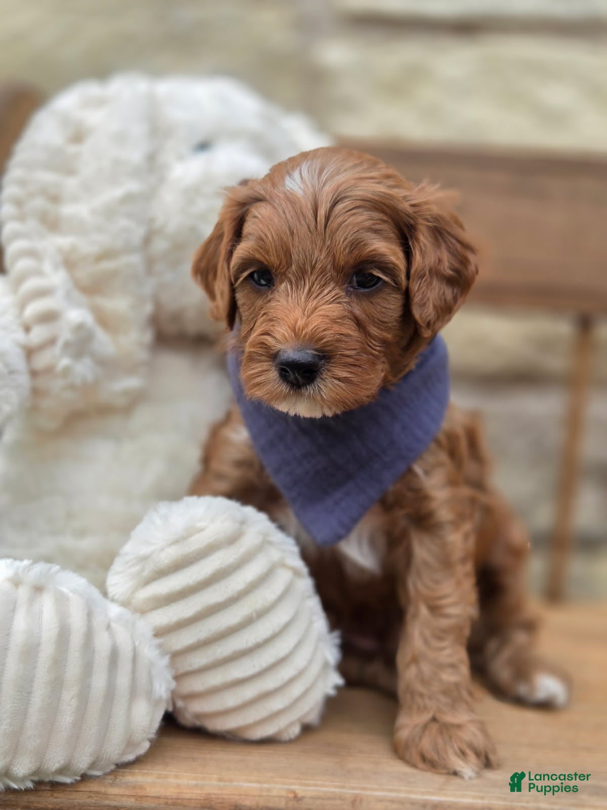 Goldendoodle dogs Rusty - Ad 1