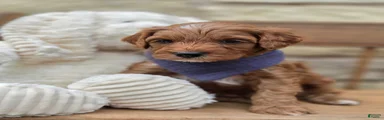 Rusty