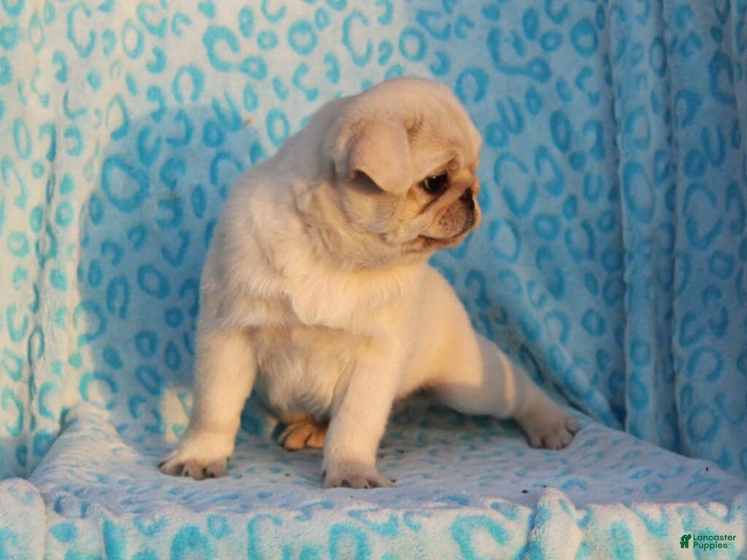 Pug dogs for sale: Sherwin - Ad 2