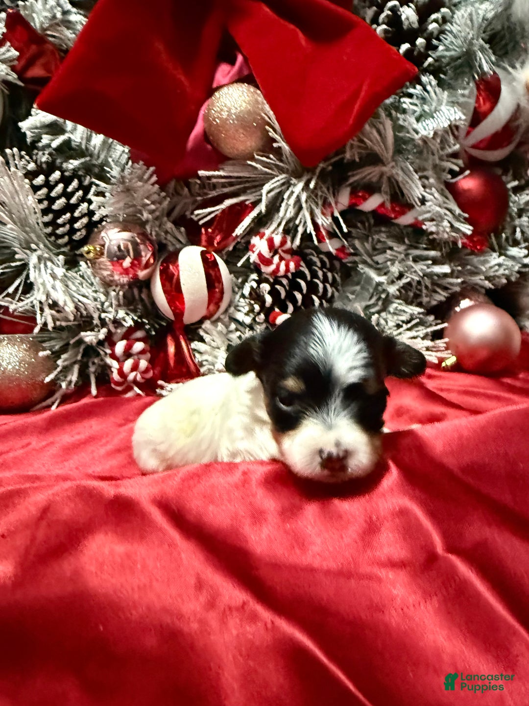 Yorkshire Terrier dogs for sale: Alfredo - Ad 2