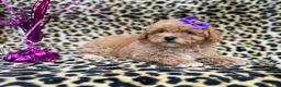 Bichpoo dogs for sale: Roxy - Ad 6