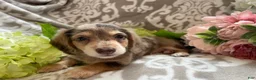 Miniature Dachshund dogs for sale: Simba - Ad 15