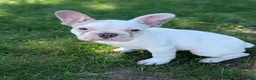 French Bulldog dogs for sale: French Bulldog 1 - Ad 5