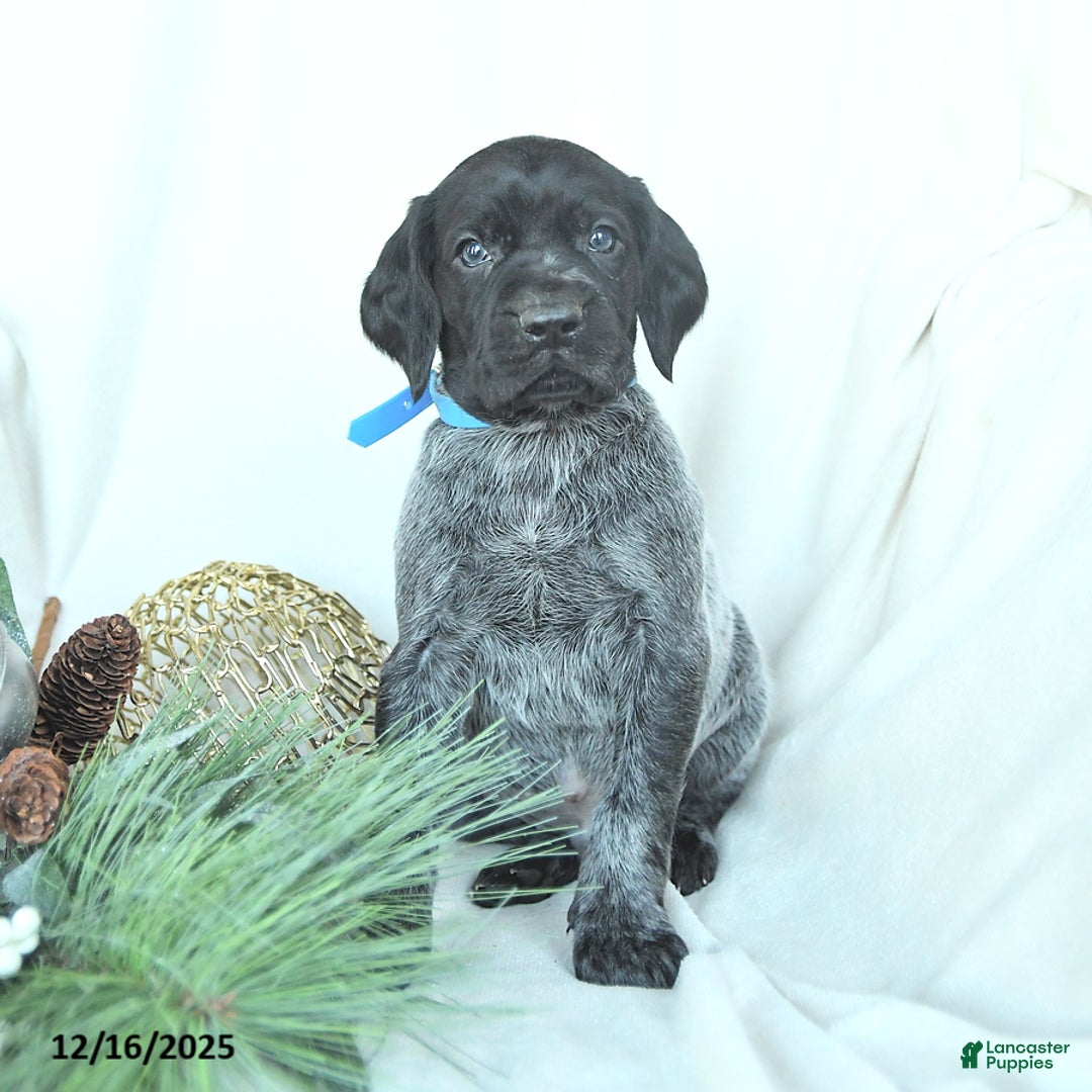 German Shorthaired Pointer dogs for sale: Dodger - Ad 3