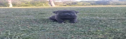Boxador dogs for sale: Peanut - Ad 3