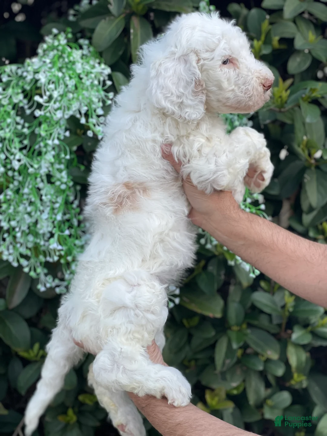 Goldendoodle dogs for sale: Cloe  - Ad 3