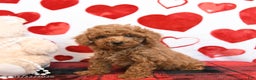 Miniature Poodle dogs for sale: Kenny - Ad 4