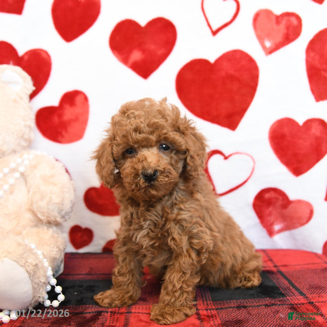 Miniature Poodle dogs for sale: Kenny - Ad 4