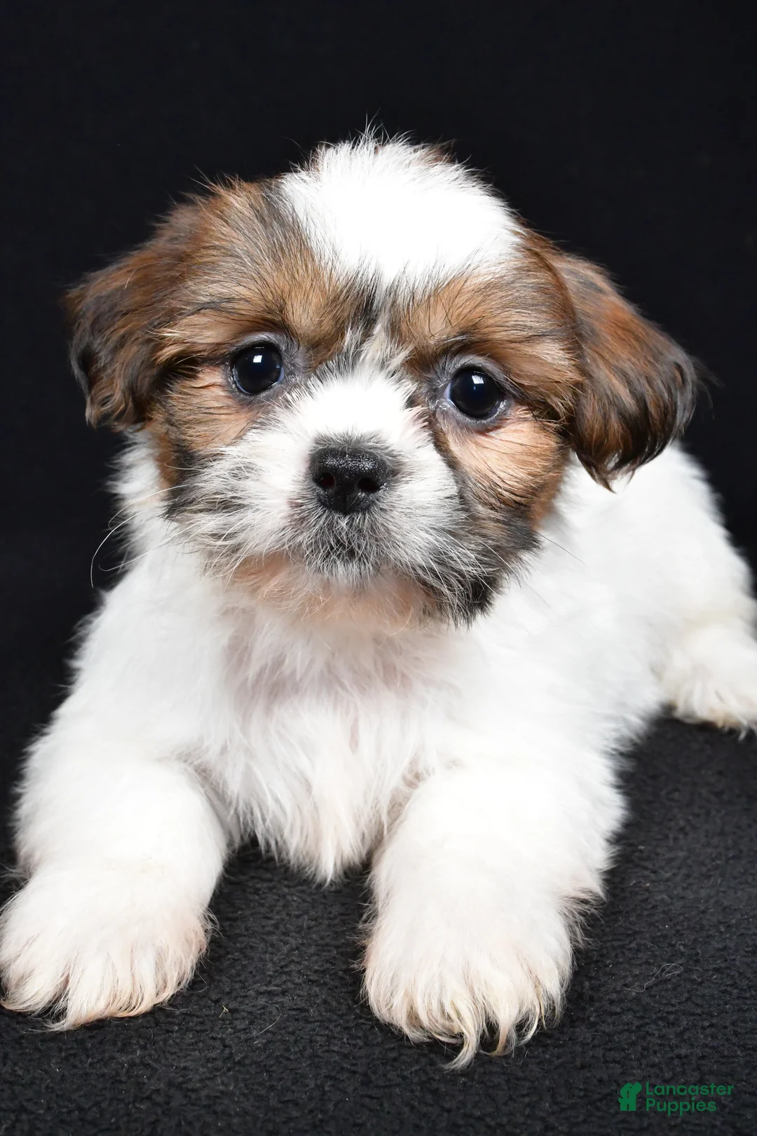 Shih Tzu dogs for sale: Bella - Ad 6