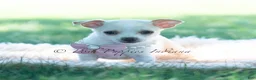 Chihuahua dogs for sale: Dottie - Ad 4