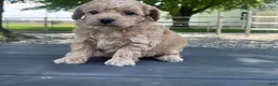 Miniature Poodle dogs for sale: Albert Miniature Poodle Puppy  - Ad 8