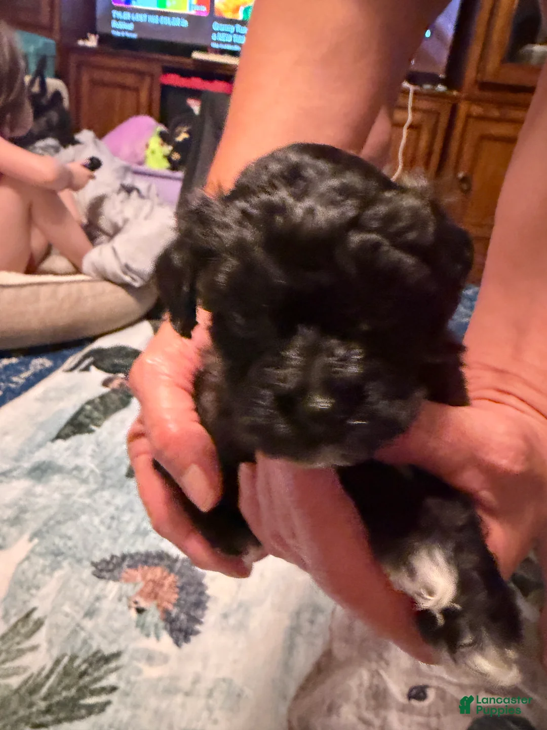 Mixed Breed dogs for sale: Tinker Bell - Ad 2