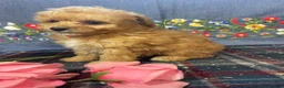 Toy Poodle dogs for sale: Teddy - Ad 3