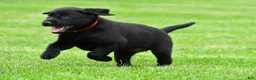 Labrador Retriever dogs for sale: Lola - Ad 3